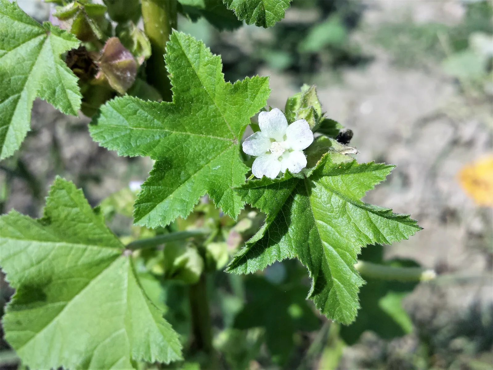 100 Chinese Mallow Malva Verticillata Cluster Musk Flower Herb Vegetable Seeds F - £12.88 GBP