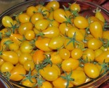 30 Yellow Pear Tomato Seeds Heirloom Non Gmo Fresh Fast Shipping - £7.20 GBP