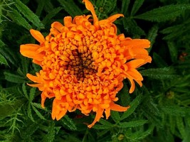 Fresh Seeds Spun Orange Marigold 25 Seeds Big Fluffy Blooms - $21.96