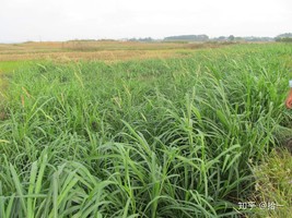 Square Ryegrass Chicken Duck Fish Goose Graziers Grass, 100 seeds - $228.81 MXN