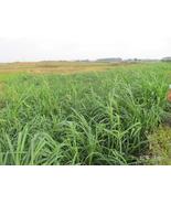 Square Ryegrass Chicken Duck Fish Goose Graziers Grass, 100 seeds - $12.19