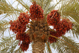 Phoenix Dactylifera Medjool Date Palm Fresh Seeds - £14.06 GBP