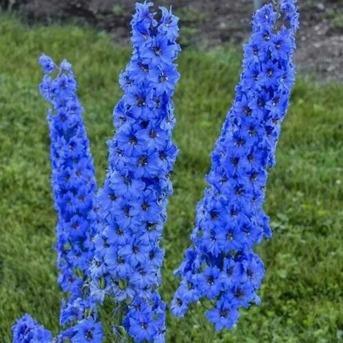 Bright Blue Delphinium 26 Seeds Perennial Garden Flower - £8.62 GBP