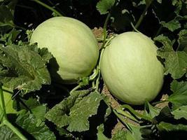 25 Seeds Green Flesh Honeydew Melon Sweet Juicy Fruit From USA - £7.80 GBP