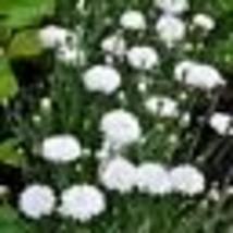 400 Seeds Cornflower / Bachelor Button TALL WHITE Heirloom Sun/Shade Non-GMO - £9.59 GBP