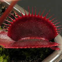 Worldwide Shipping 100Pcs Red Dragon Flytrap Seeds - £7.69 GBP