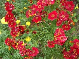 HS Coreopsis Red Dwarf 200 Seeds  - £4.75 GBP