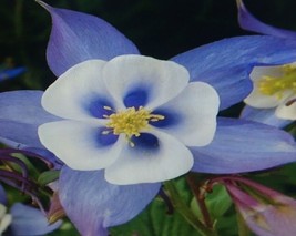 Grow In US Columbine Blue Dream Flower Seeds - £6.06 GBP