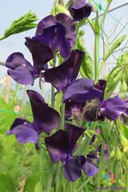 50 Mammoth Navy Sweet Pea Seeds Free Shipping - £11.93 GBP