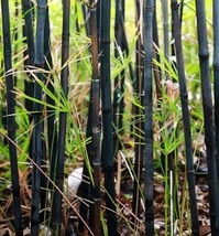 From US 50 Black Bamboo Seeds Privacy Plant Garden Exotic Shade Screen 379 - £9.07 GBP