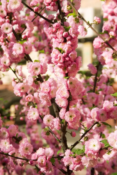 10 Flowering Almond Prunus Triloba Plum Rose Tree Double Pink Flower Shrub Fresh - £18.03 GBP