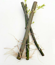 SEPTH 3 Hybrid Willow Rooted Cutting Is One Of The Fastest Growing Tree - £12.60 GBP