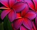 5 Black Purple Plumeria Lei Hawaiian Perennial Flower Seeds - $13.95