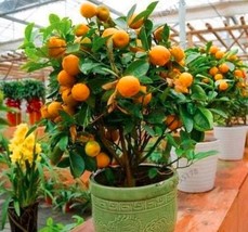 Mandarin Orange Dwarf Indoors Outdoors Fruit Tree 10pcs Color: 2 - $6.59