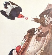 Red Headed Woodpecker Bird 1946 Color Art Print John James Audubon Natur... - £30.57 GBP