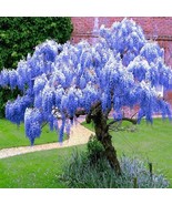 2 Blue Chinese Wisteria Trees 1Ft Tall Now Beautiful Garden - $68.99