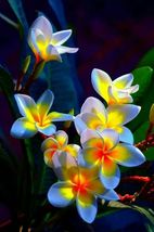 50 Plumeria Flower Seeds for Garden - £11.15 GBP