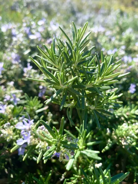 Rosemary Salvia Rosmarinus 200+ Seeds 2023 Fragrant Evergreen Herb Native Garden - £6.36 GBP