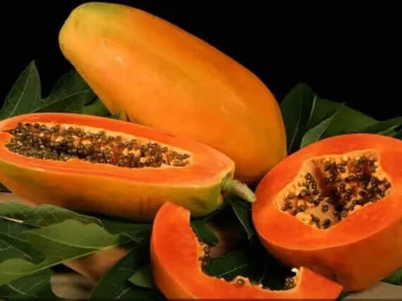 Taiwan red lady 786 f1 hybrid papaya seebs 10g (500 seebs) - $15.83