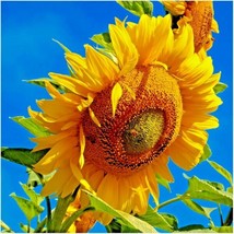 14 Lb Mammoth Grey Stripe Sunflower Seeds Giant Native Wildflower Organic Easy - £22.51 GBP