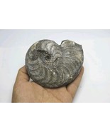 4 inch Rare Harpoceras Ammonite Fossil – Toarcian Jurassic Period, Morocco - €63,64 EUR