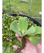 (16) Water Lettuce Koi Pond Floating Plants Rid Algae Turtle Small 2-4” ... - $37.76