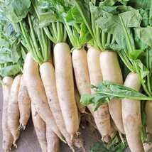 Japanese Minowase Radish - MILD GIANTJapanese Minowase Radish 50+ seeds ... - £1.18 GBP