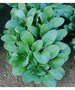 Tatsoi Black Night 200 - 1 Oz Seeds Green Asian Mustard Microgreens High... - $36.10 MXN+