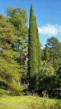 Cupressus sempervirens | Mediterranean Cypress | 50 Seeds - £12.54 GBP