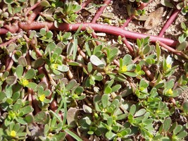 500 Golden Purslane Seeds Portulaca Sativa Most Omega 3 Of Any Leafy Vegetable F - £6.11 GBP