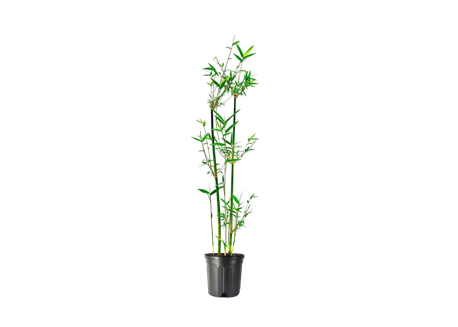 Fern Leaf Bamboo Bambusa Multiplex 6nch Pot Non-invasive Clumping - £54.52 GBP