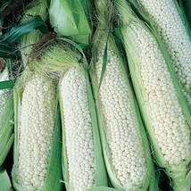 Country Gentleman White Corn Seeds 25 Ct Sweet Vegetable Garden Heirloom - £9.99 GBP