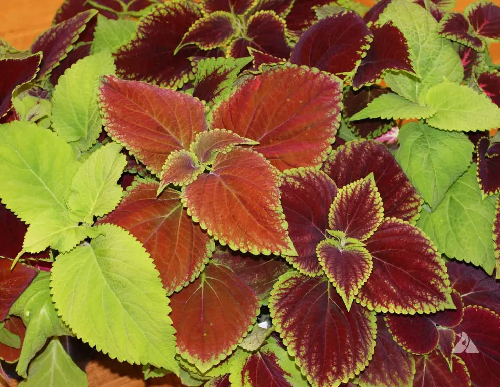 500 seeds Coleus Blumei RAINBOW MIX Annual Perennial Shade Garden Non-GMO - £6.19 GBP