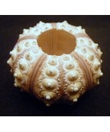 Two Sputnik Urchins 1.5 - 3&quot; purple sea urchin without spines beach deco... - $19.13 CAD