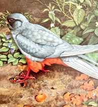 Red Footed Falcon Art Print Color Plate Birds Of Prey Vintage Nature 197... - $34.99