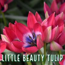 15 Bulbs Little Beauty Tulip Bulb Perennials Unique Varieties - $26.38