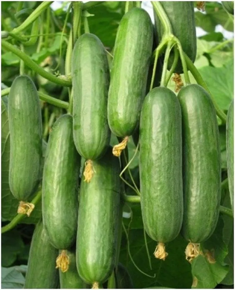 SR 30 Beit Alpha Cucumber Seeds Persian Or Lebanese Cucumber Planting Seeds - $8.48