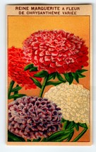 1920&#39;s Flower Seed Art Print REINE MARGUERITE Lithograph Original Vintag... - £10.09 GBP