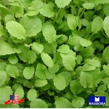 Mustard 250 Seeds Florida Broadleaf Garden Us Seller - £2.97 GBP