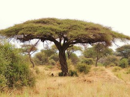 KKG Acacia Tortilis Umbrella Thorn Tree Exotic Seeds Fresh Garden - $9.89