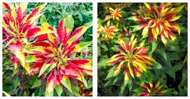 Amaranthus Tricolor Seeds Tri-color (Red Yellow Green) 600pcs Garden Seeds - $26.99