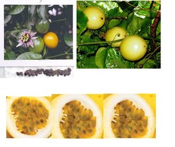 Hawaiian Passion Fruit Lilikoi Seeds 1 Package  - $23.88