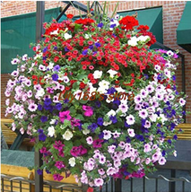 Balcony Patio Flower Bonsai Mixed Color Hanging Petunia Bonsai 200 pcs - $9.89