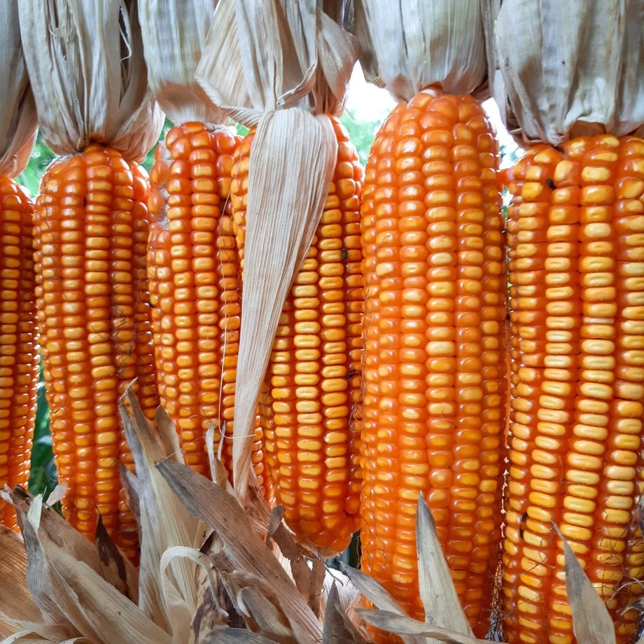 Orange Creole Flint Corn Seeds (50) / ARGENTINA HEIRLOOM / MASA / SUPER ... - $11.99