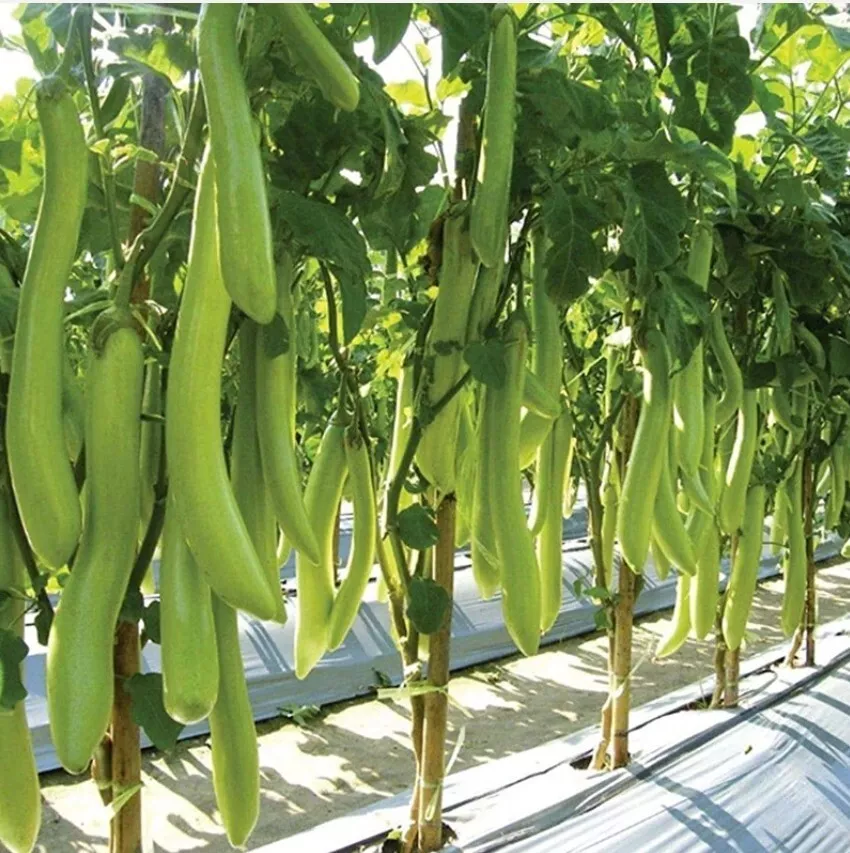 AW 50 Seeds Louisiana Long Green Eggplant Organic Easy to Grow - €8,47 EUR