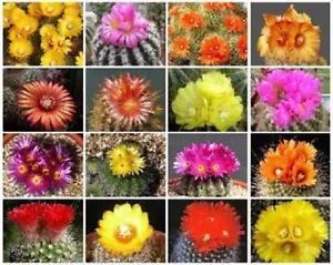 PARODIA VARIETY MIX FLOWERING CACTUS SEED 30 SEEDS LOOK - $17.98