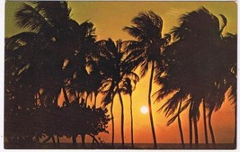 Florida Postcard Sunrise In The Palms - £1.69 GBP