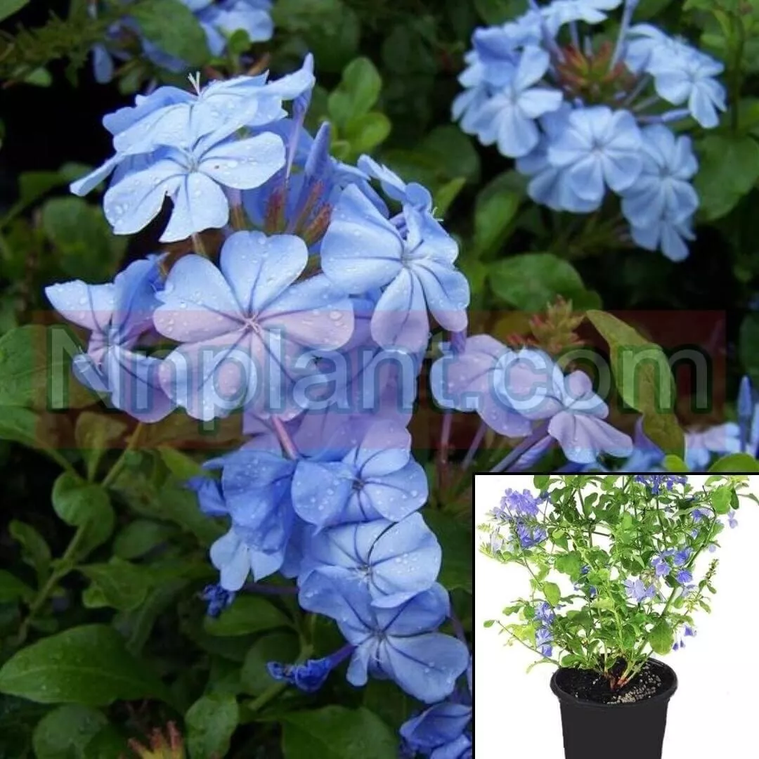 Plumbago Capensis Royal Blue 1Gallon Blue Cape Flower Vine Climbing Plant - $734.65 MXN