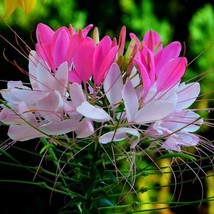 Fresh Seeds Pinkwhite Bicolor Cleome Spider Flower Seeds - $13.76