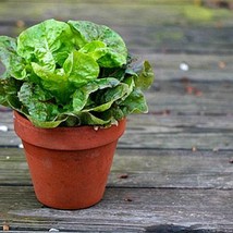 Tom Thumb Lettuce mini butterhead 100 seeds patio garden container size Monticel - $11.68